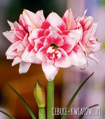 Hippeastrum - Amarylis Pełny Elvas 1 szt.