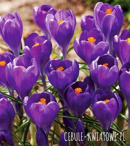 Krokus Wielkokwiatowy Blue Ocean 10 szt.