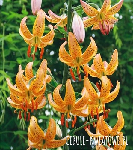 Lilia Martagon Yellow 1 szt.