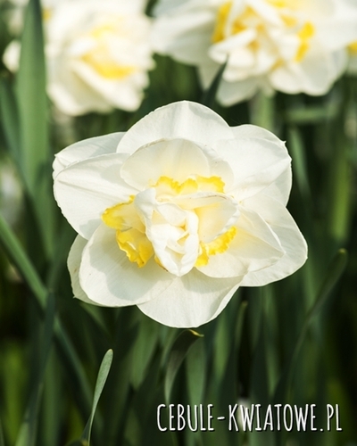 Narcyz Pełny Unique 5 szt.
