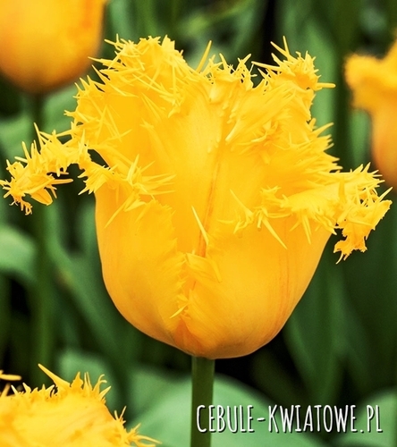 Tulipan Strzępiasty Yellow Valery 5 szt.