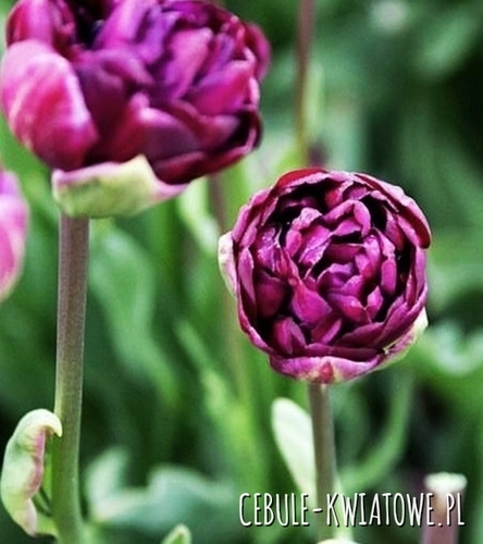 Tulipan Pełny Mystery Dream 5 szt.