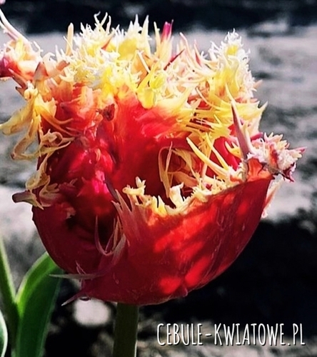 Tulipan nr 133 5 szt.