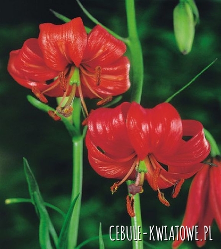 Lilia Martagon Red 1 szt.
