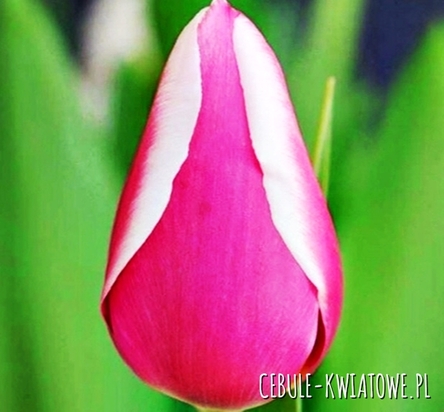 Tulipan Triumph One Love 5 szt.