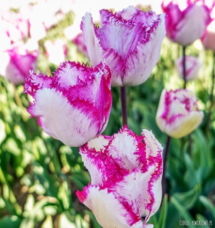 Tulipan Strzępiasty Lady Smile 5 szt.