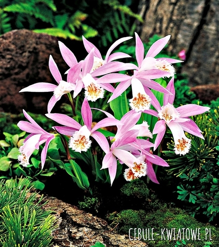 Pleione Formosana Storczyk Ogrodowy 1 szt.