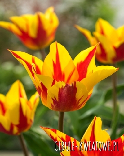 Tulipan Liliokształtny Firework 5 szt.