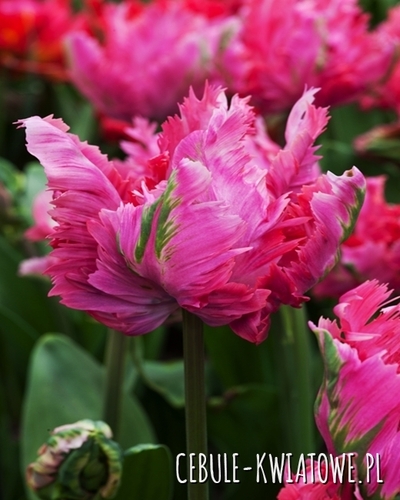 Tulipan Papuzi Power Parrot 5 szt.
