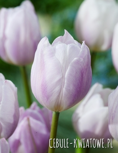 Tulipan Triumph Silver Cloud 5 szt.