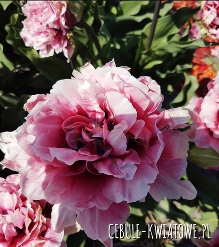 Tulipan 47 5 szt.