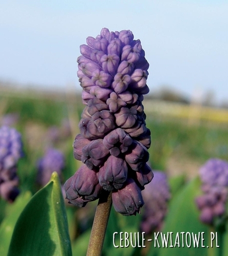 Muscari - Szafirek Purple Rain 5 szt.