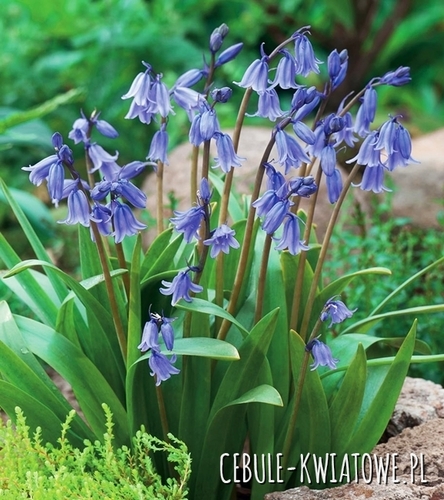 Hiacyntowiec Zwyczajny - Hyacinthoides Non-Scripta 5 szt.