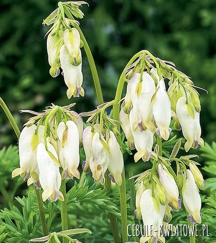 Dicentra Formosa Aurora Serduszka Aurora 1 szt.