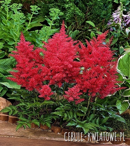 Astilbe Tawułka Glut 1 szt.