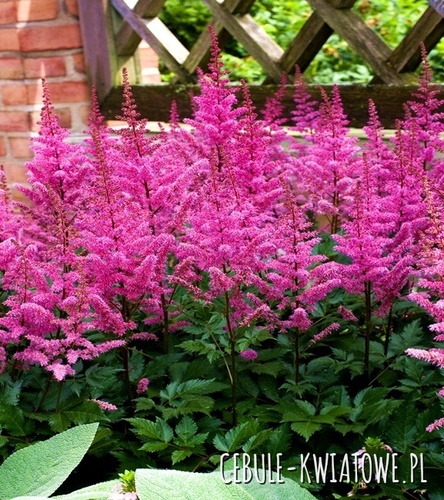 Astilbe Tawułka Maggie Daley 1 szt.