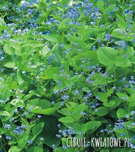 Brunnera Macrophylla Wielkolistna 1 szt.