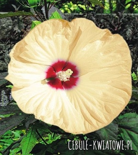 Hibiscus Old Yella 1 szt.