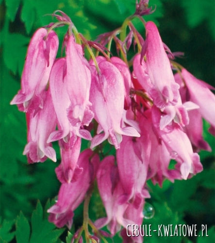 Dicentra Formosa  Serduszka Luxuriant 1 szt.