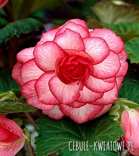 Begonia Dwukolorowa Bouton De Rose 1 szt.