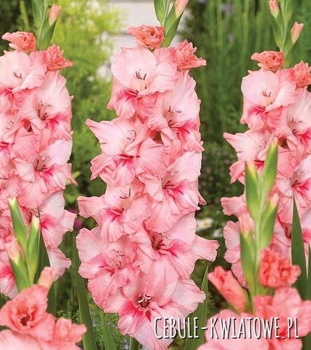Gladiolus Mieczyk Wielkokwiatowy Adrenalin 5 szt.
