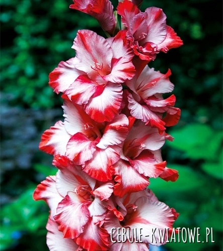 Gladiolus Mieczyk Wielkokwiatowy Ted's Trump 5 szt.