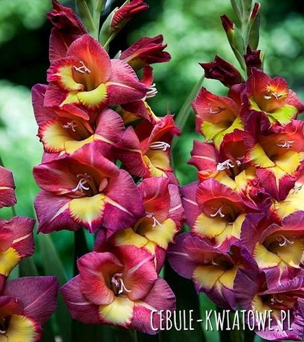 Gladiolus Mieczyk Wielkokwiatowy Michelle 5 szt.
