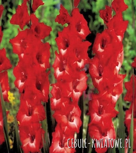 Gladiolus Mieczyk Wielkokwiatowy Joska 5 szt.