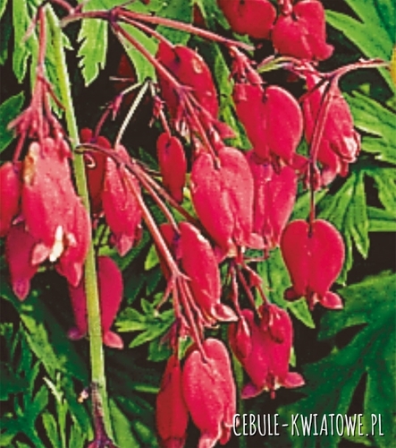 Dicentra Formosa Bacchannal Serduszka Bacchannal 1 szt.