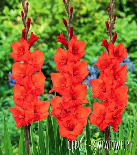 Gladiolus Mieczyk Wielkokwiatowy Manhattan 5 szt.