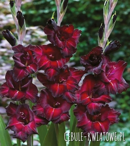 Gladiolus Mieczyk Wielkokwiatowy Black Sea 5 szt.