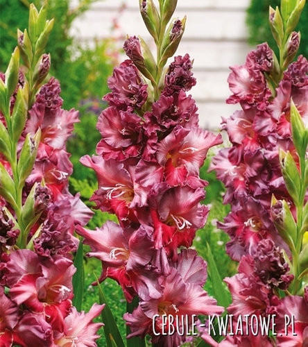 Gladiolus Mieczyk Wielkokwiatowy Rusty Chestnut 5 szt.