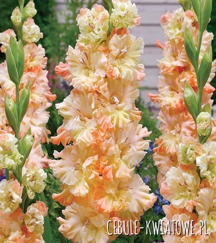 Gladiolus Mieczyk Karbowany The Great Queen Elizabeth 5 szt.