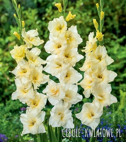 Gladiolus Mieczyk Wielkokwiatowy Speed Date 5 szt.