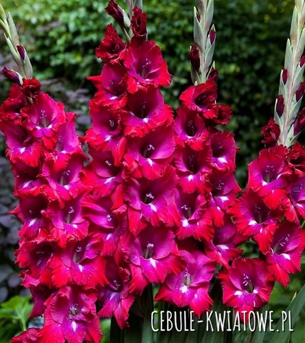Gladiolus Mieczyk Wielkokwiatowy Adele 5 szt.