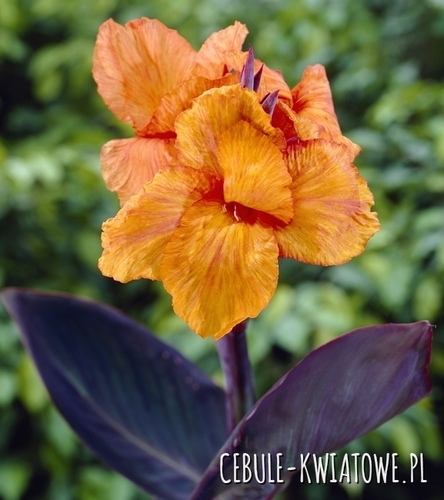Canna Kanna Paciorecznik Wyoming 1 szt.