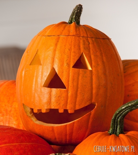 Dynia Zwyczajna Howden do rzeźbienia intensywnie pomarańczowa (Halloween)