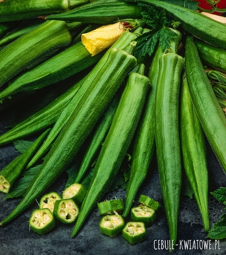 Okra Clemson Spineless roślina jednoroczna do spożycia jak fasolka szparagowa