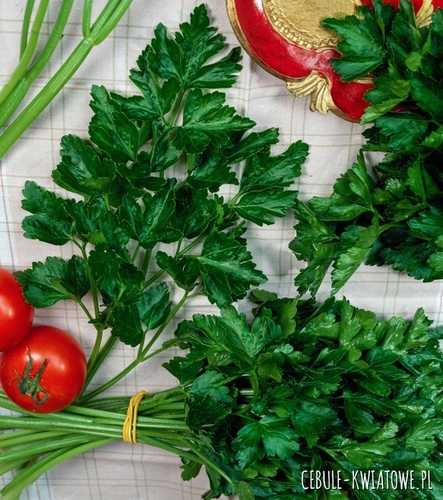 Pietruszka Naciowa Nutka aromatyczna do bezpośredniego spożycia