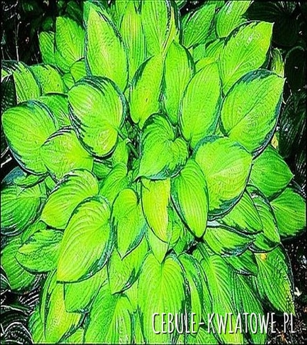 Hosta Gold Standard 1 szt.