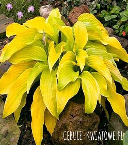 Hosta Cha Cha 1 szt.