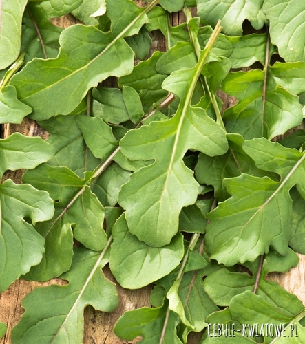Rucola Eruca Sativa 6m na taśmie roślina rolnicza