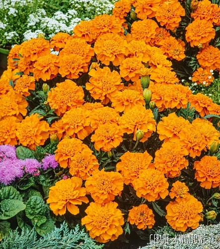Aksamitka Pełna Niska Petite Orange pomarańczowa jednoroczna idealna na rabaty