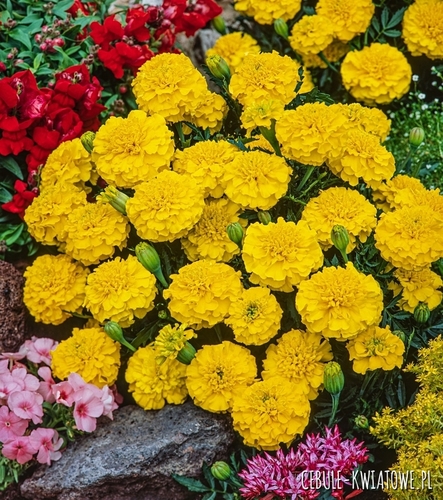 Aksamitka Pełna Niska Petite Yellow cytrynowożółta karłowa jednoroczna na rabaty i balkony