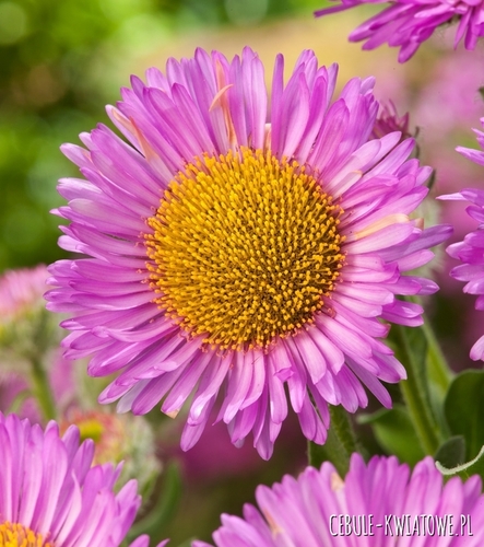 Erigeron Lilaróżowy roślina wieloletnia do ogródków skalnych