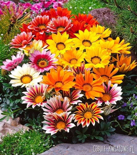 Gazania Mieszana jednoroczna