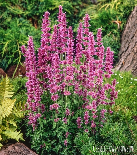 Monarda Mieszana wieloletnia delikatny cytrynowy zapach