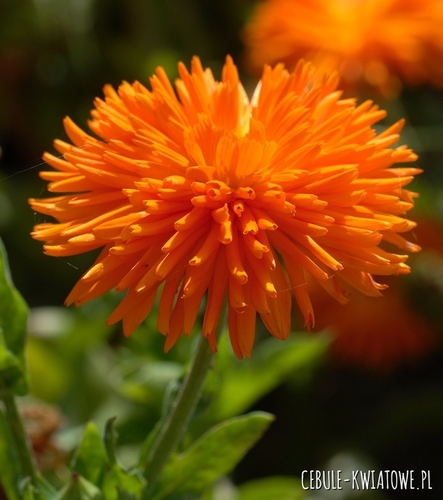 Nagietek Porcupine Orange jeżozwierz miododajny jednoroczny