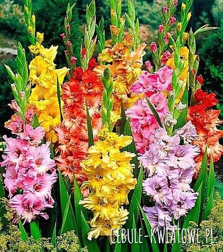 Gladiolus Mieczyk karbowany mix 10 szt.