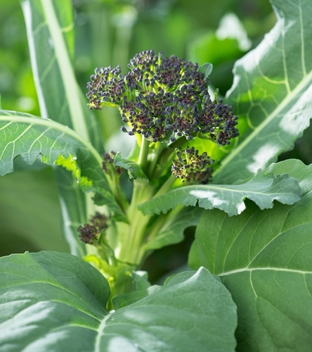 Brokuł Early Purple Sprouting - wczesny nietypowa barwa ciekawy aromat